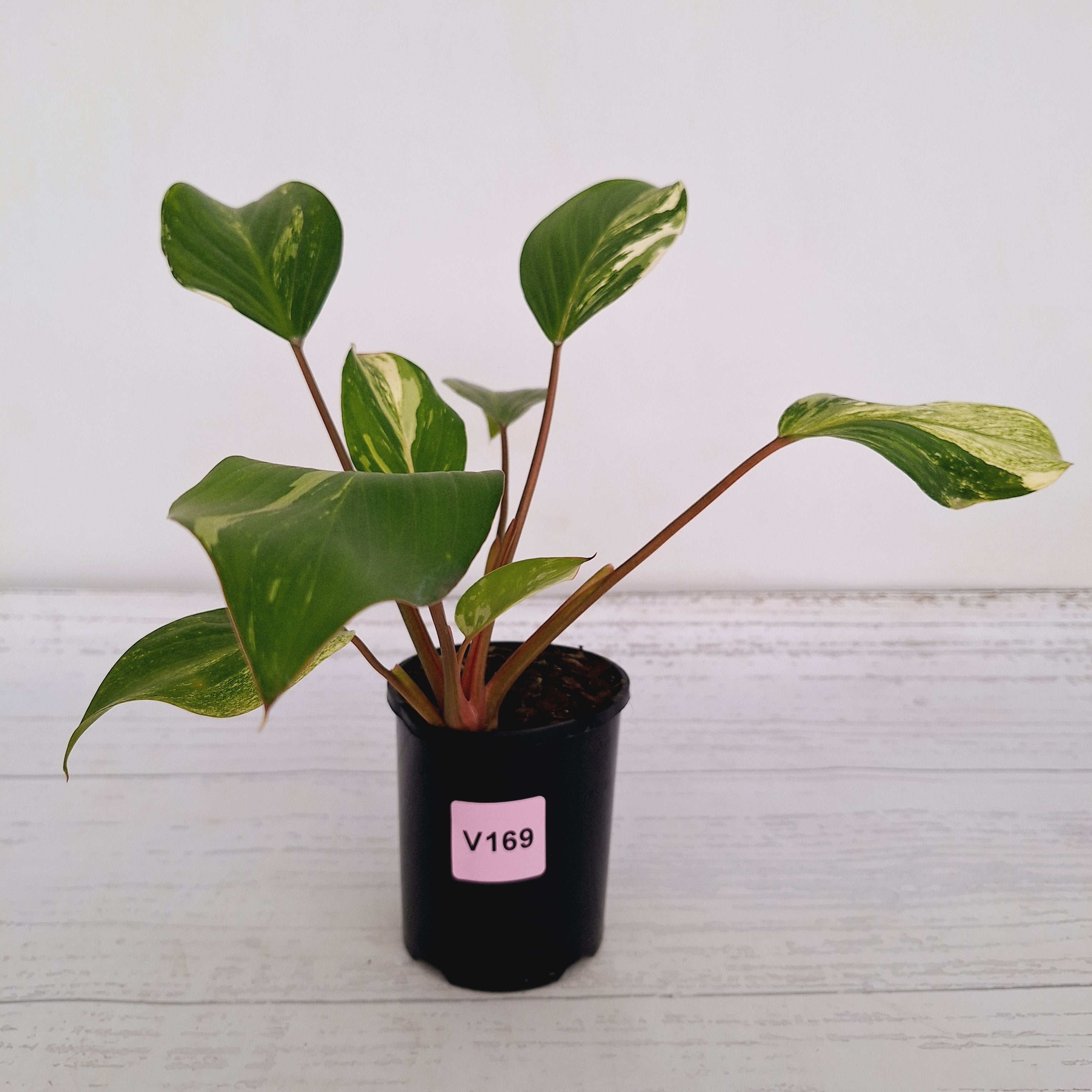 Homalomena Tropical Green Variegata -sale