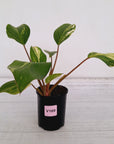 Homalomena Tropical Green Variegata -sale