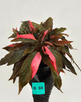 Homalomena Humilis Jungle Satin Variegata - SALE