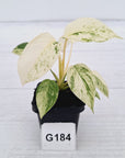 Homalomena rubescens ‘Cheese’