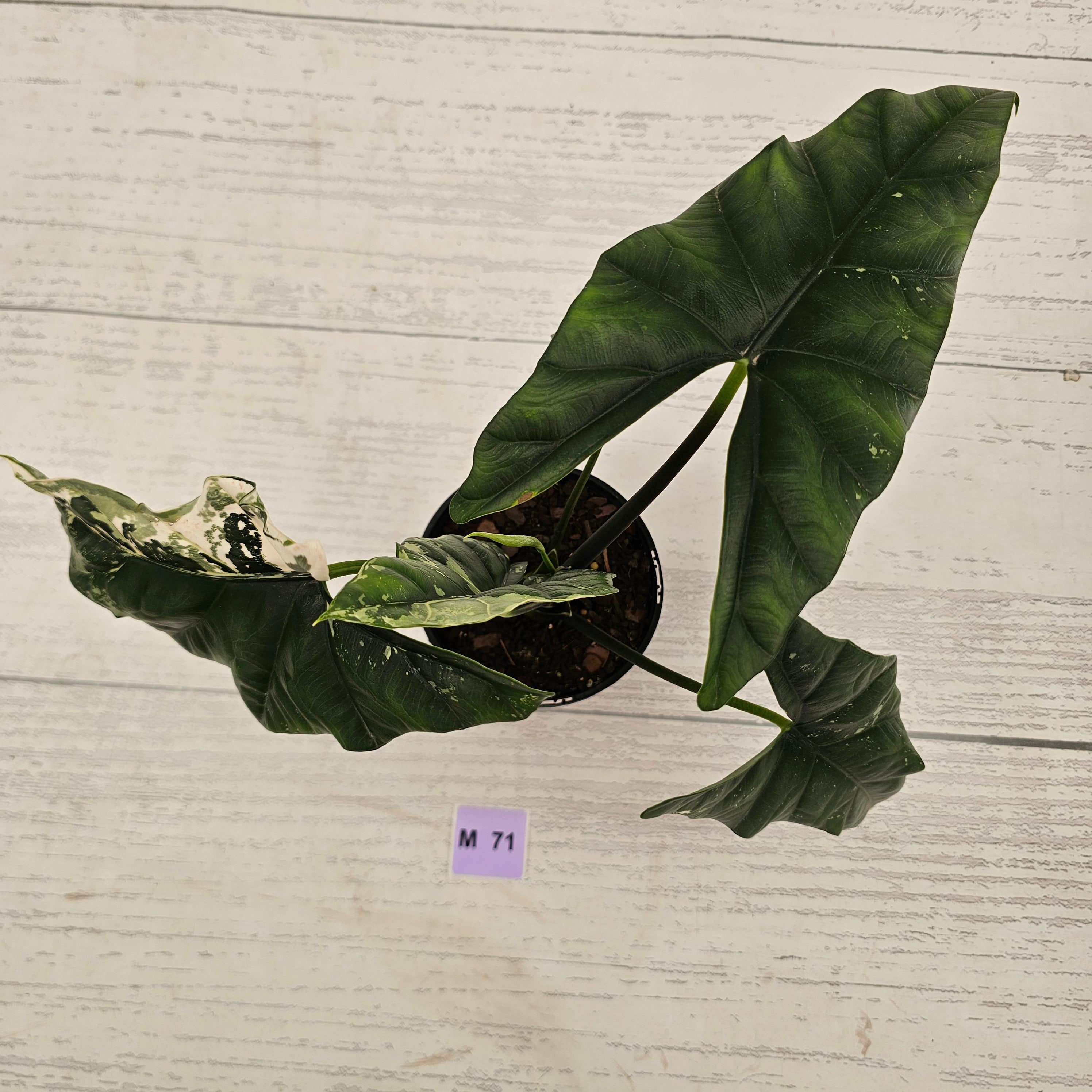 Alocasia ‘Simpo Albo’ Variegata - SALE