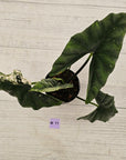 Alocasia ‘Simpo Albo’ Variegata - SALE