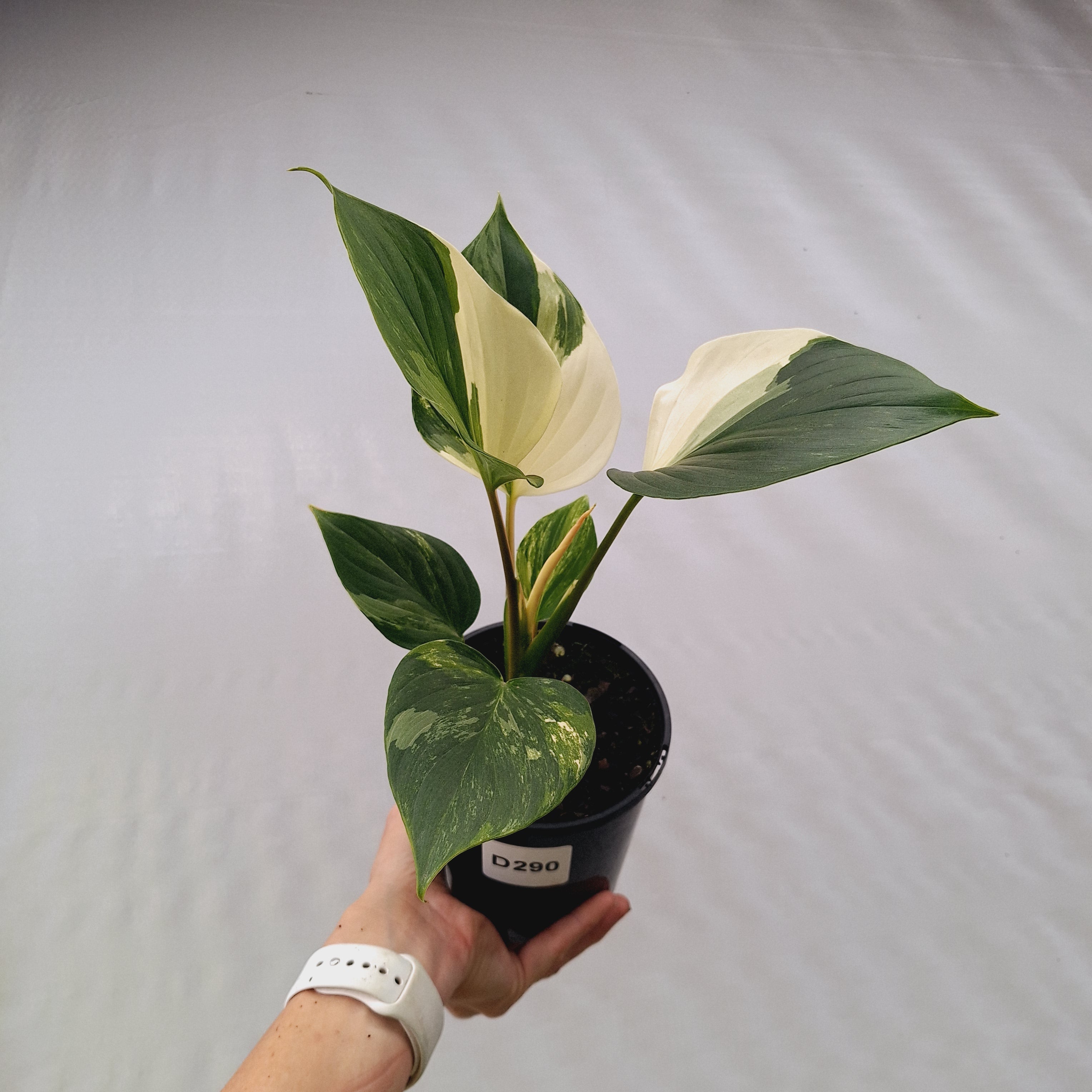 Homalomena rubescens 'Emerald Gem' Variegata