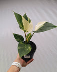 Homalomena rubescens 'Emerald Gem' Variegata