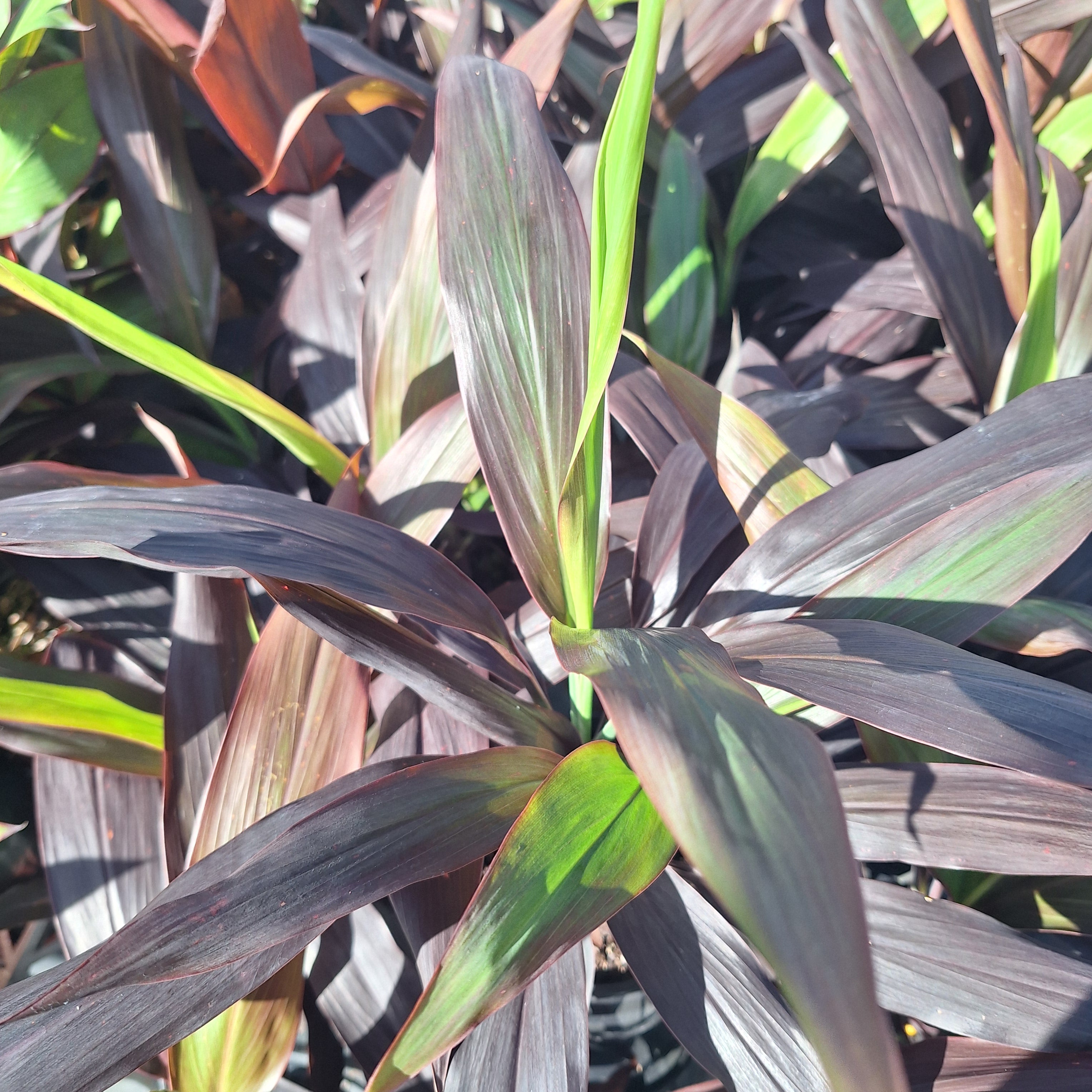 Cordyline fruticosa Negra