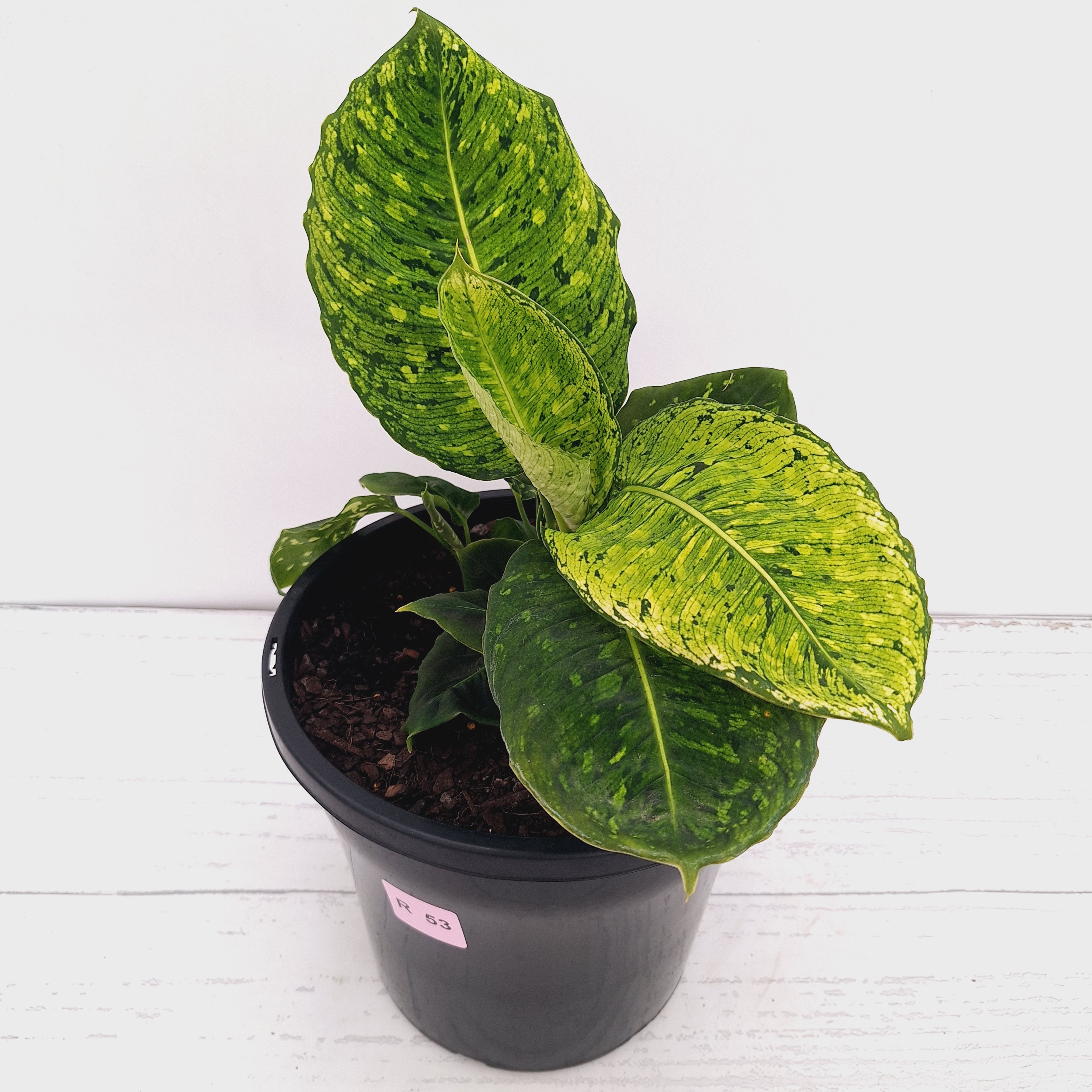 Dieffenbachia maculata 'Reflector' Variegata