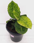 Dieffenbachia maculata 'Reflector' Variegata