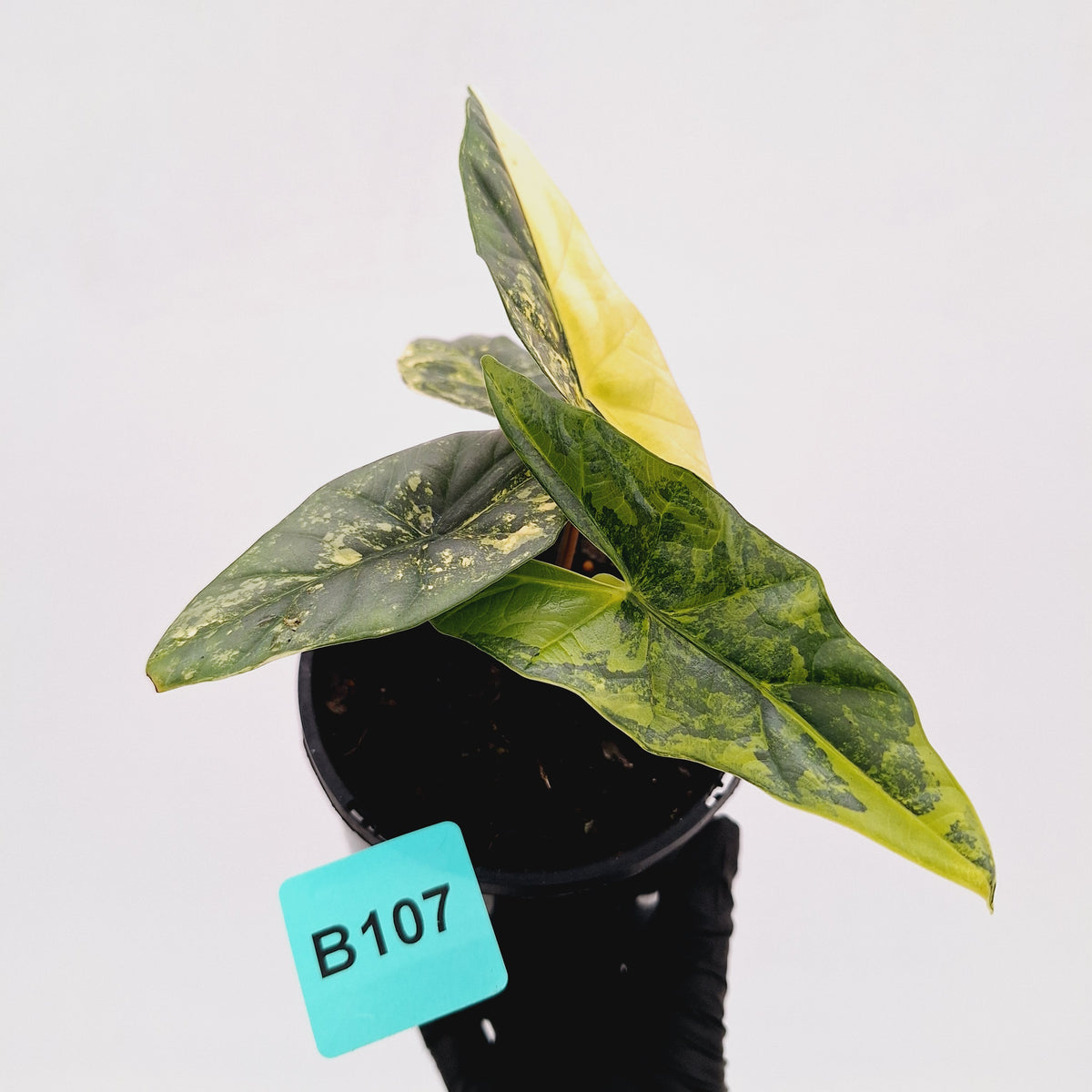 Alocasia ‘Simpo Aurea’ Variegata