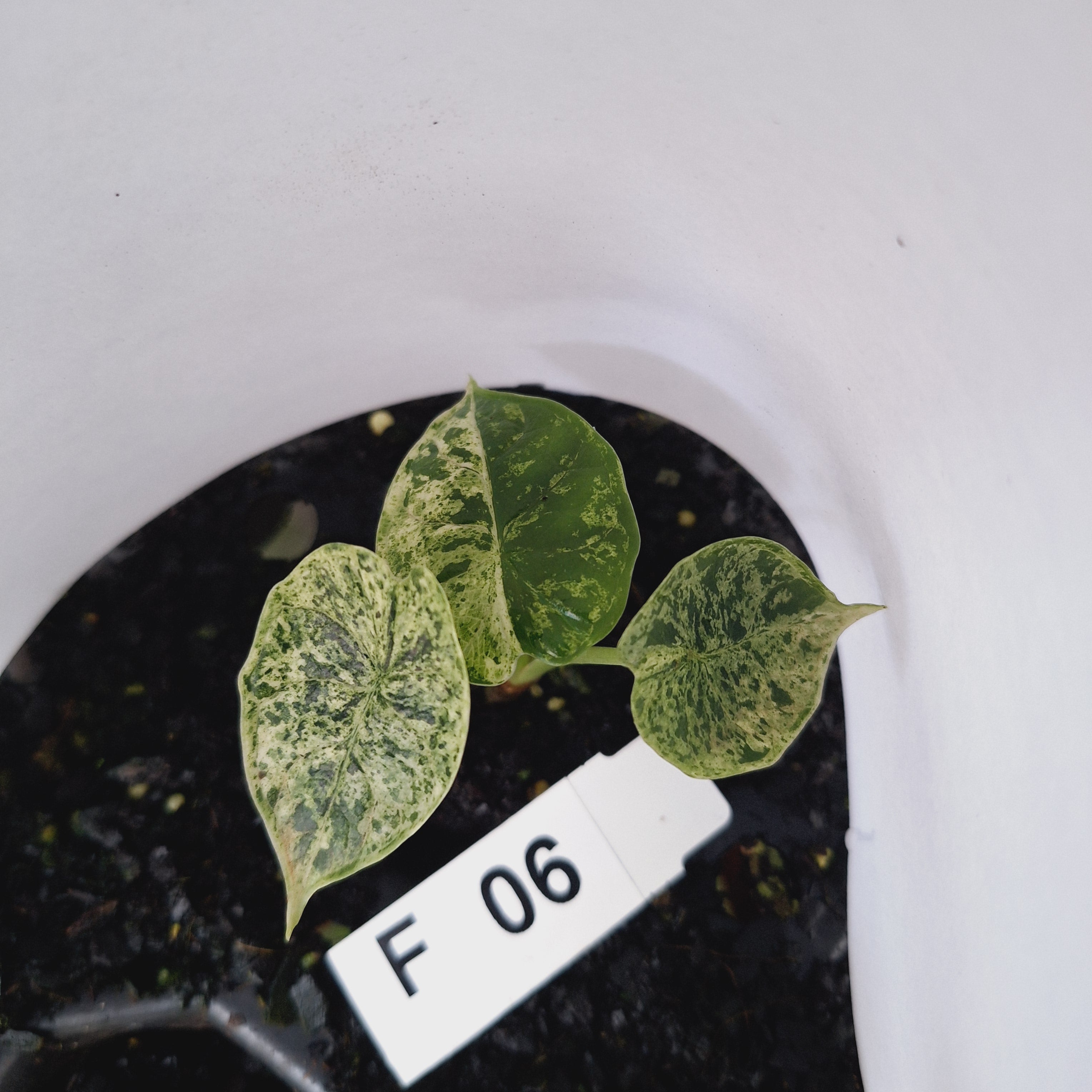 Alocasia baginda ‘Dragon Scale Mint’ - Bare Bottom Baby- SALE