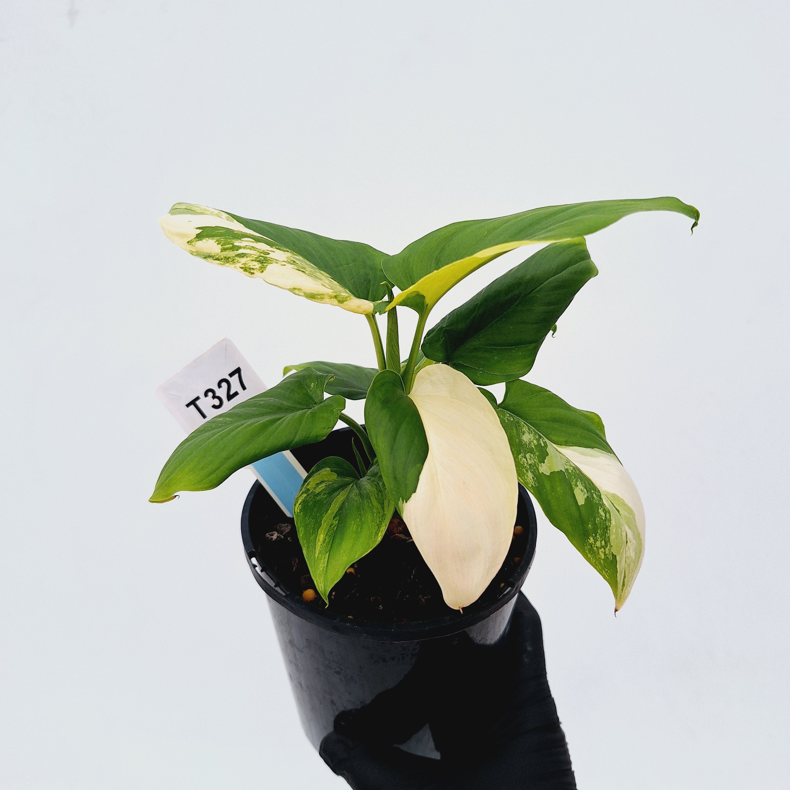 Homalomena rubescens Variegata