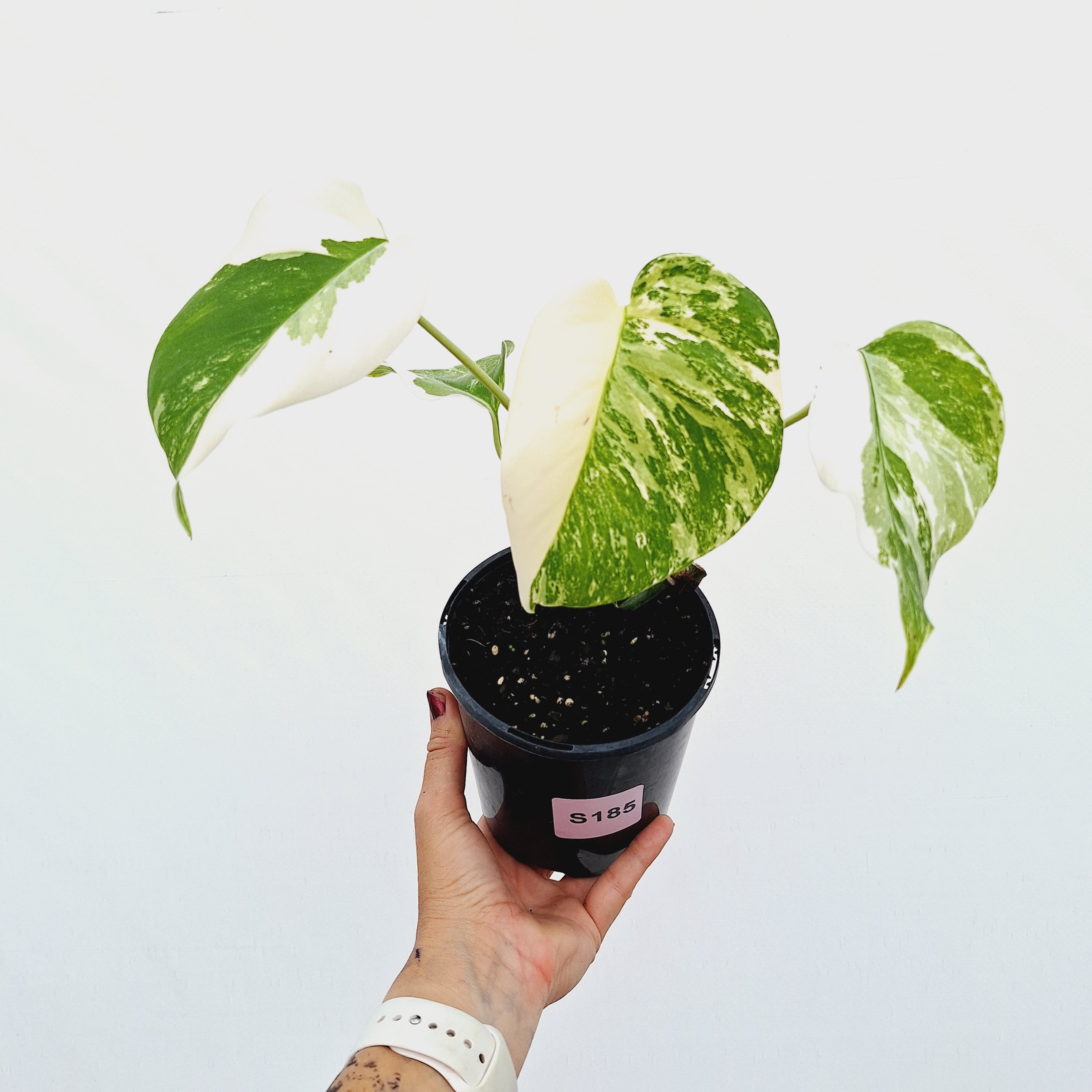 Monstera borsigiana &#39;Albo&#39;