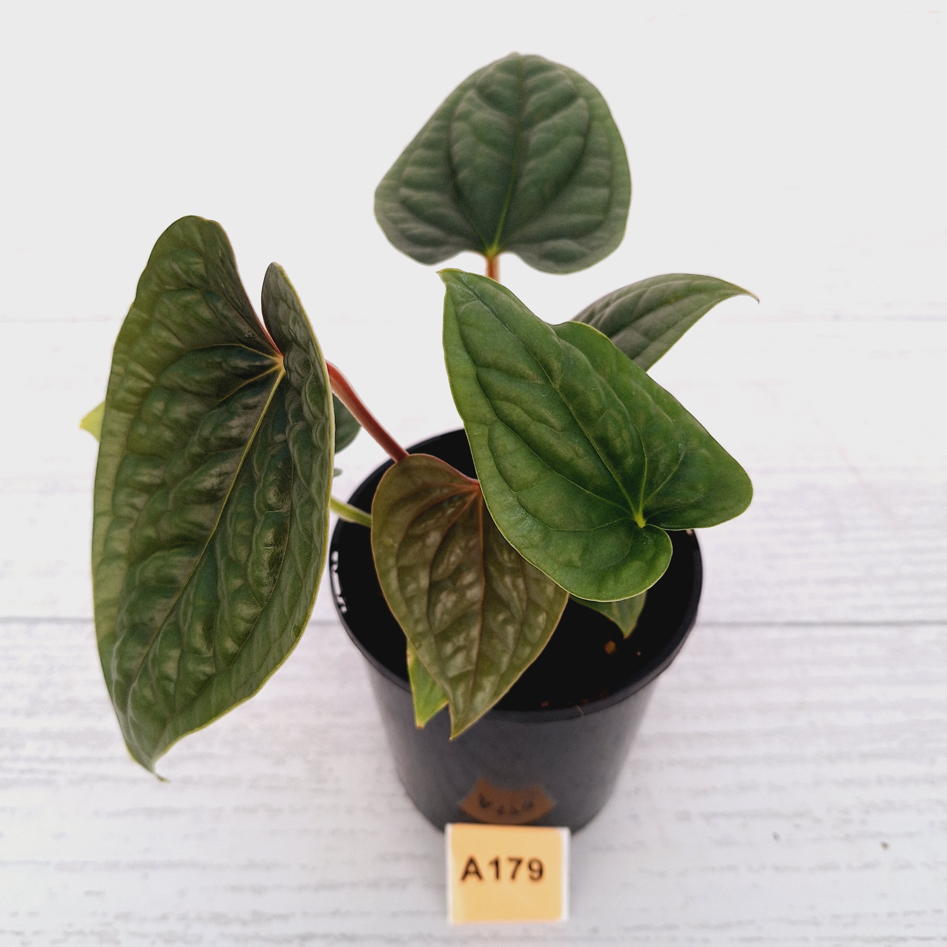 Anthurium Luxurians