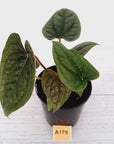 Anthurium Luxurians