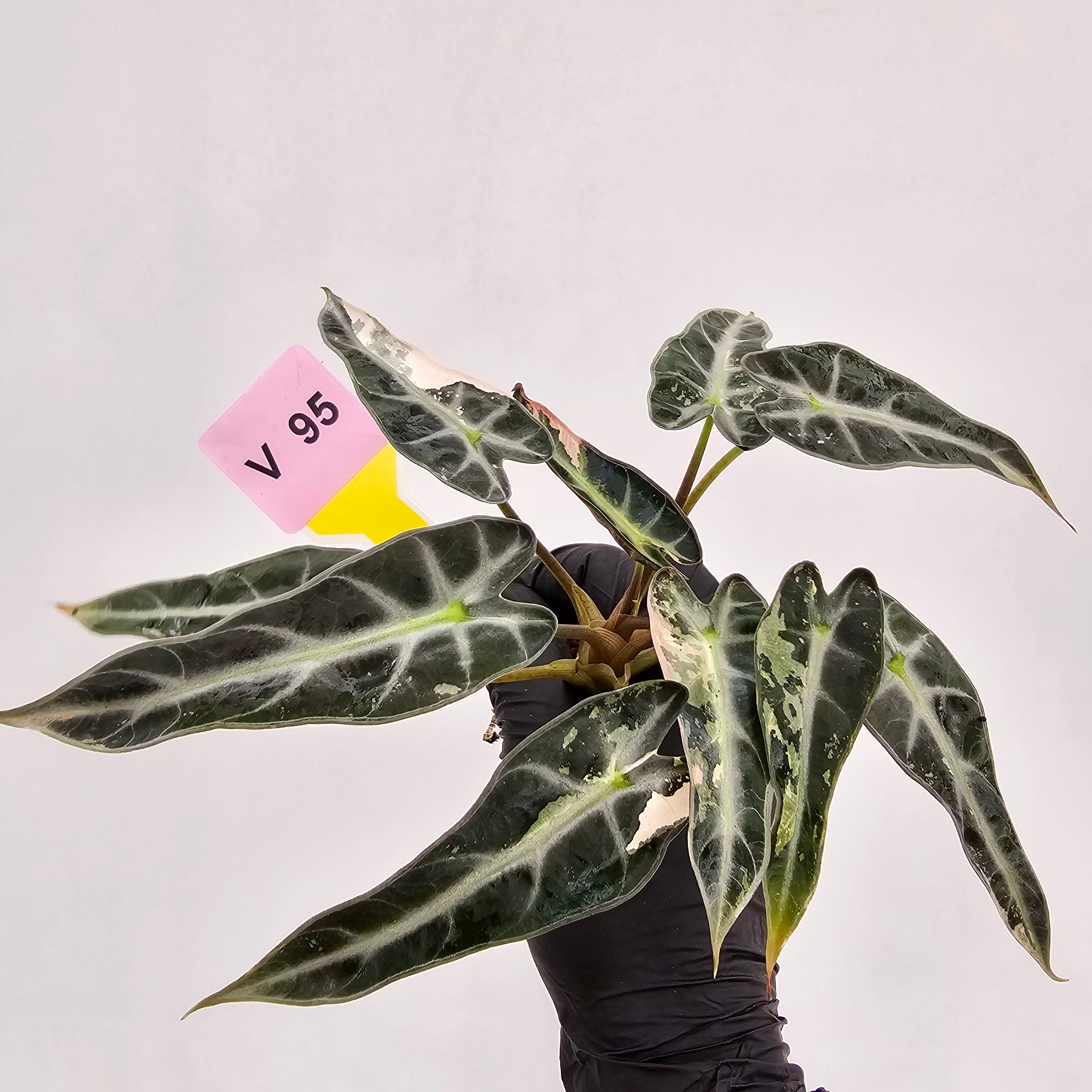 Alocasia Amazonica bambino Variegata - Bare Bottom Baby