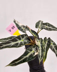 Alocasia Amazonica bambino Variegata - Bare Bottom Baby