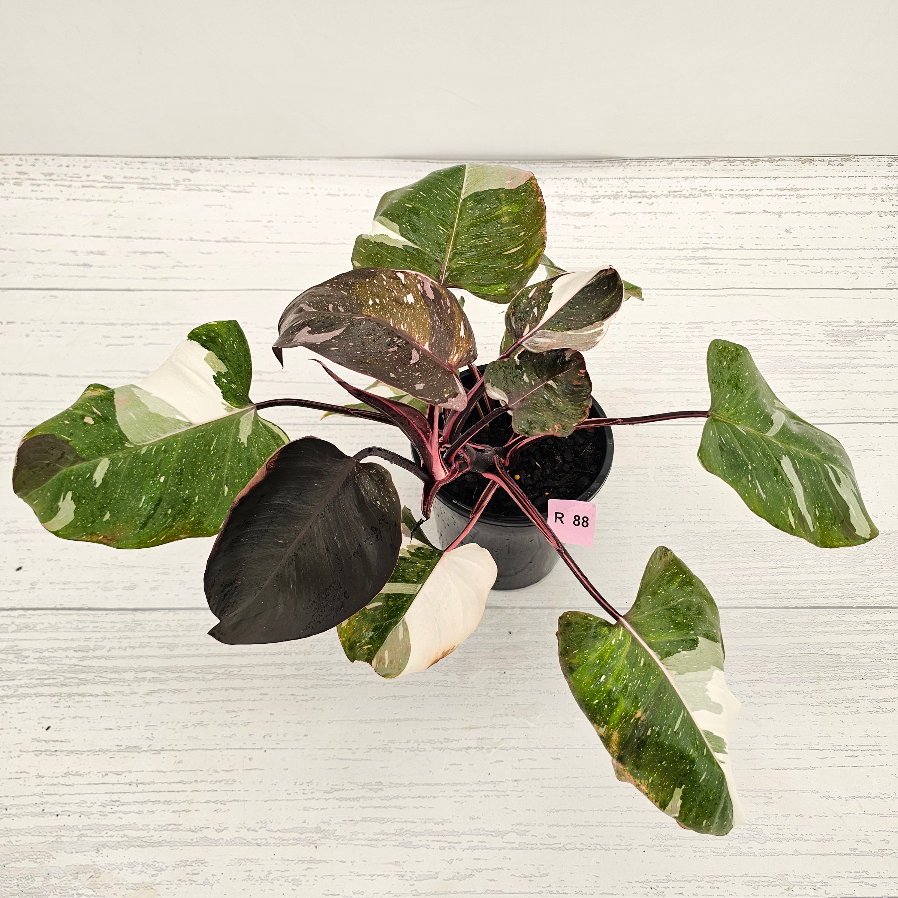 Philodendron erubescens 'Red Anderson'