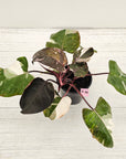Philodendron erubescens 'Red Anderson'