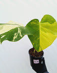 Monstera deliciosa Variegata
