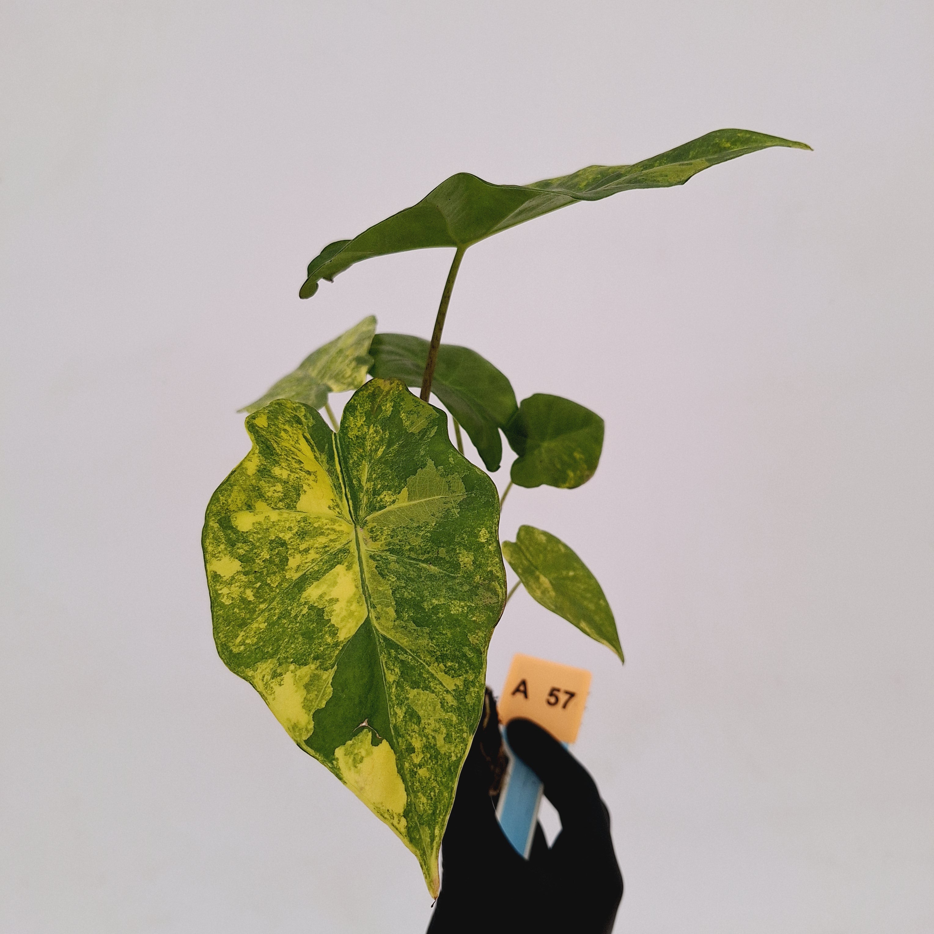 Alocasia Portora Variegata - Bare Bottom Baby