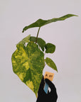 Alocasia Portora Variegata - Bare Bottom Baby