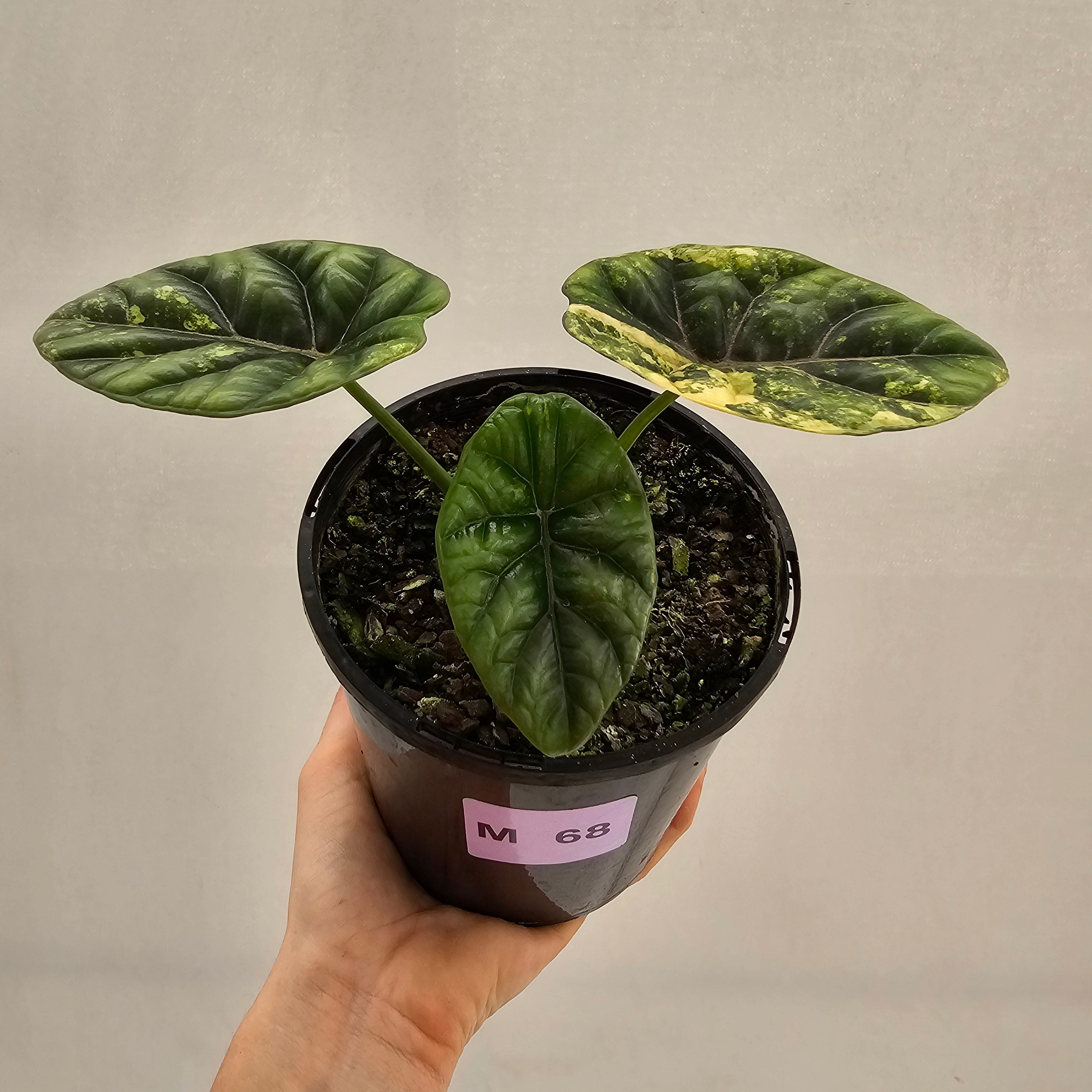 Alocasia sinuata Variegata