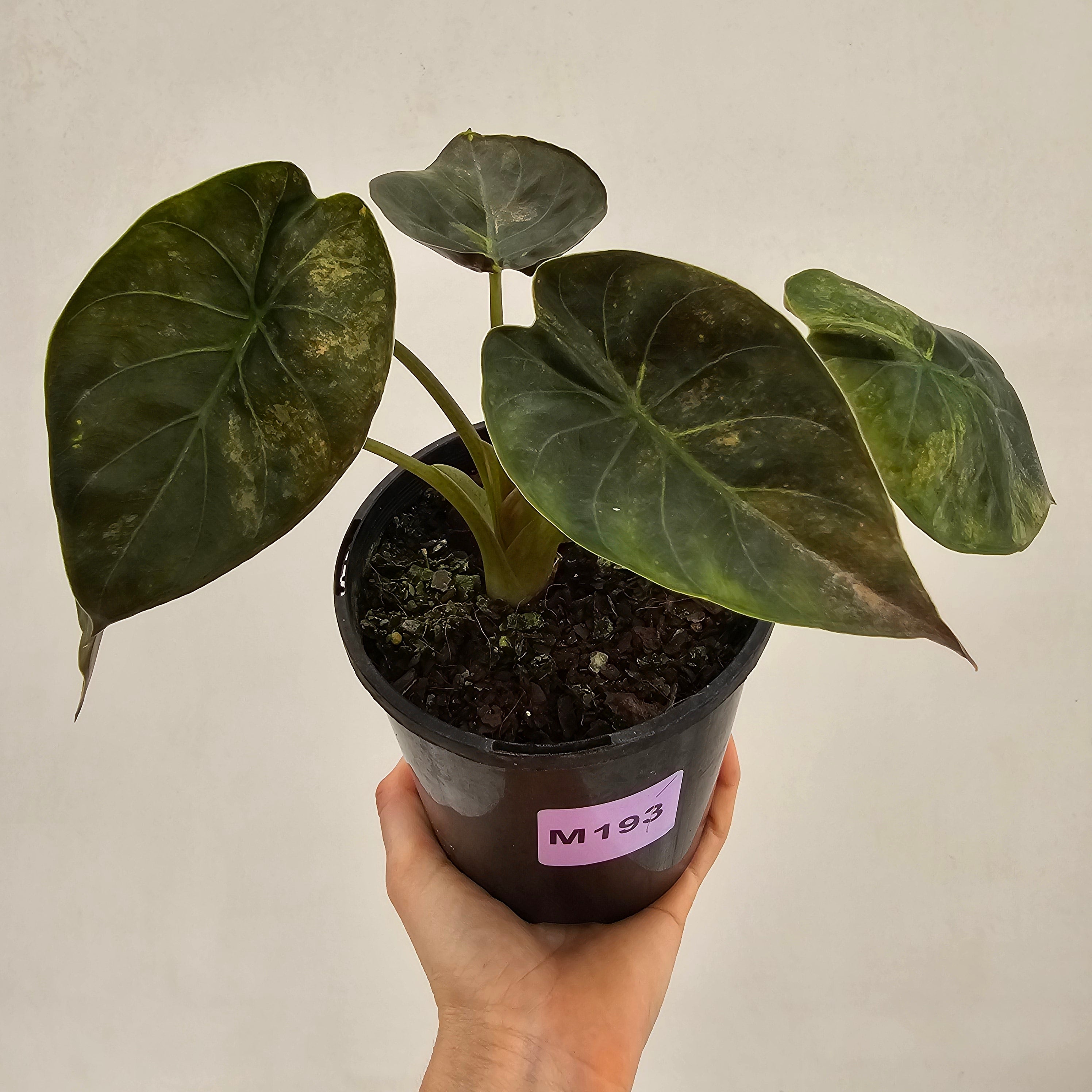Alocasia ‘wentii’ Variegated - Sale
