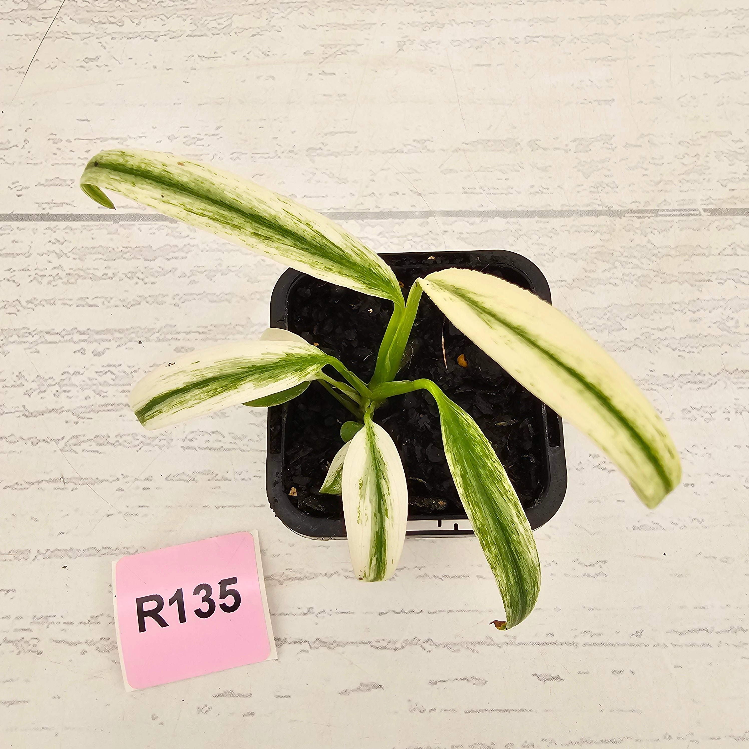 Epipremnum amplissimum variegata 'Albo'