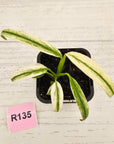 Epipremnum amplissimum variegata 'Albo'