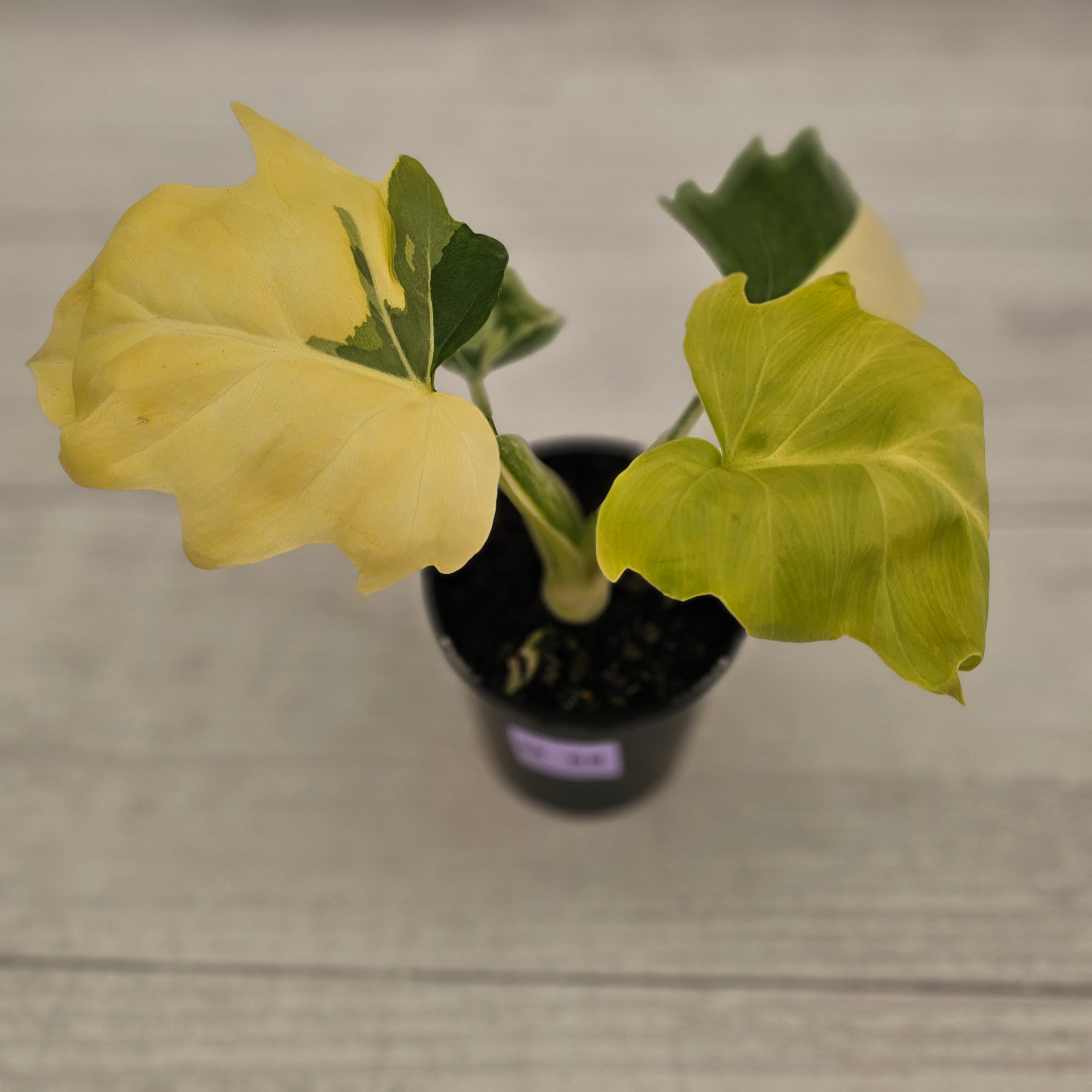 Philodendron warscewiczii 'Gold Variegata'