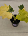 Philodendron warscewiczii 'Gold Variegata'