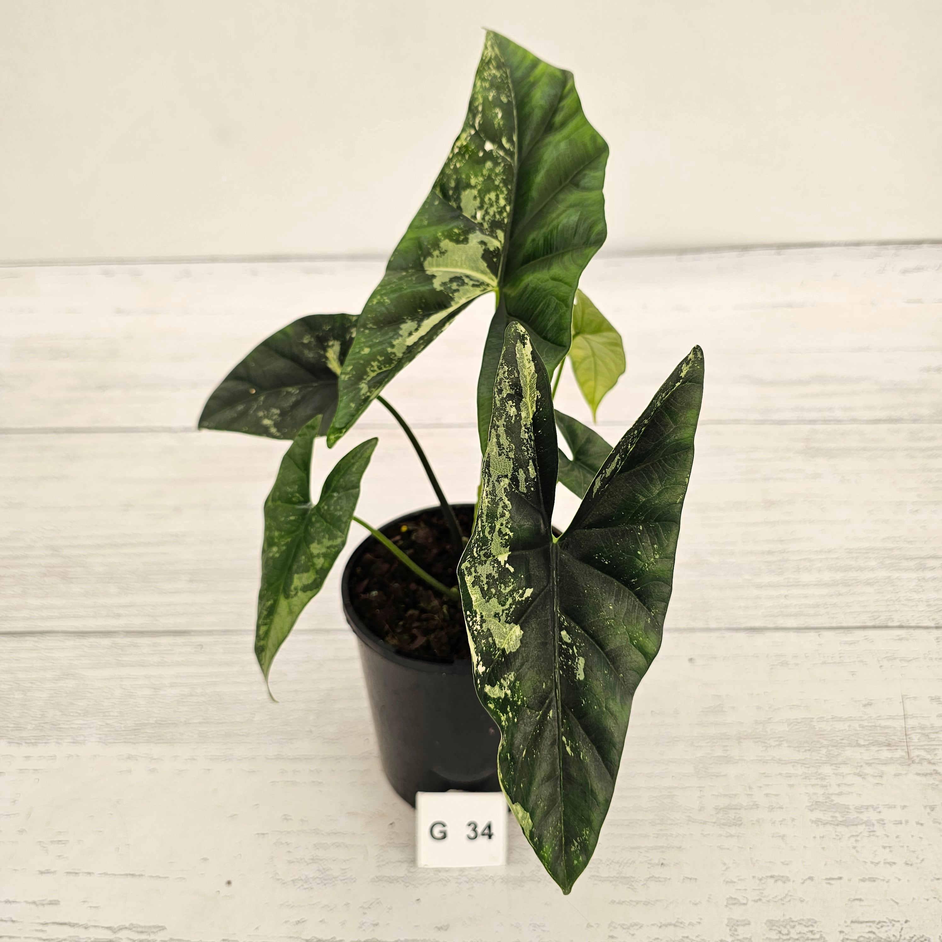 Alocasia ‘Simpo Albo’ Variegata - SALE