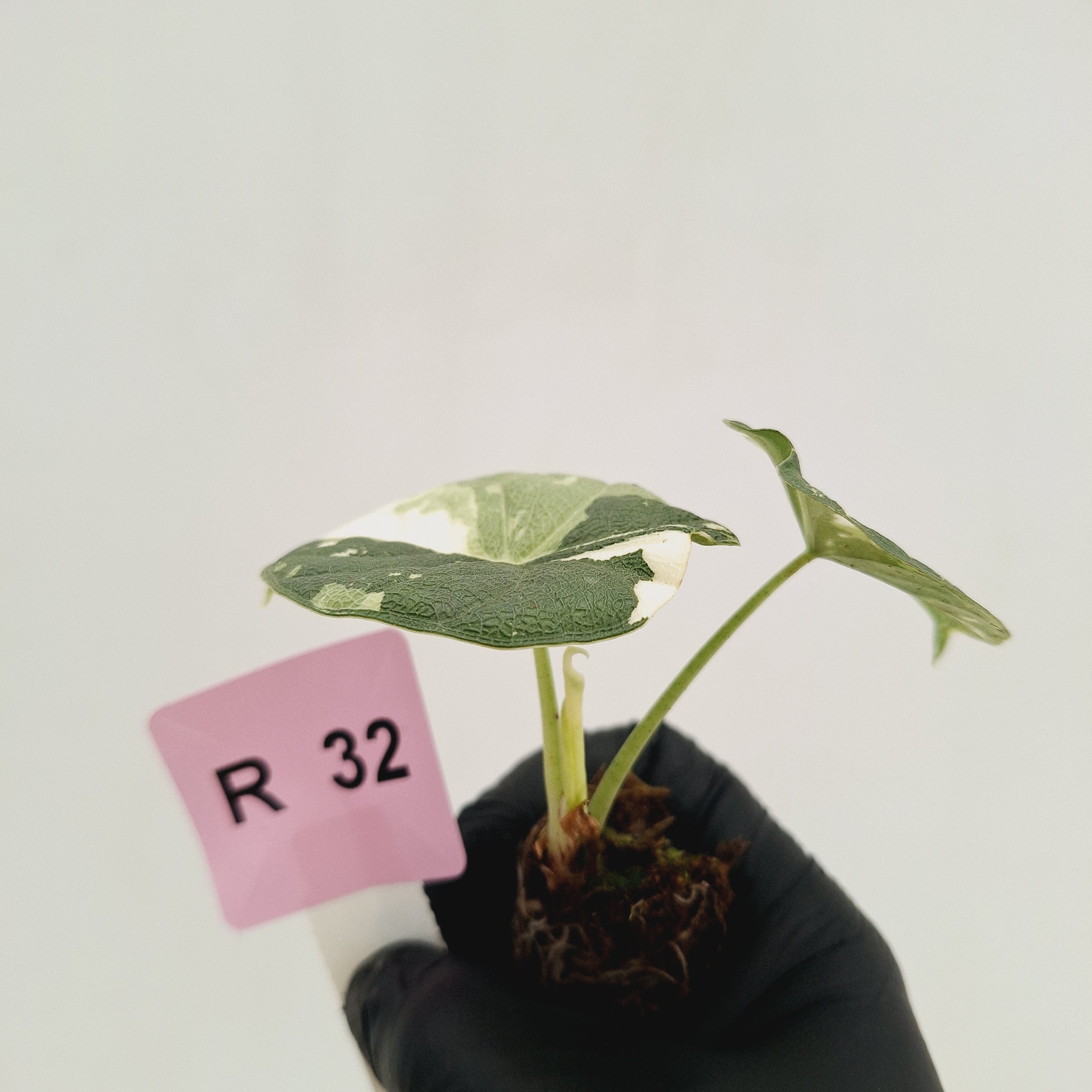 Alocasia melo 'Rhino Skin' Variegata - Bare Bottom Baby