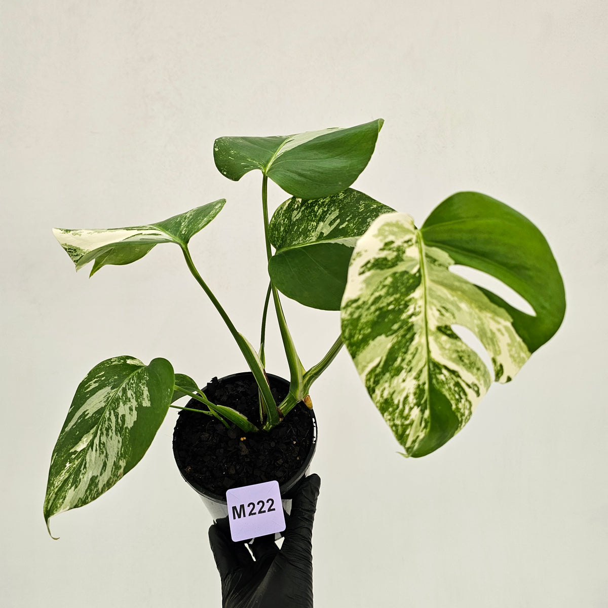 Monstera borsigiana 'Albo'