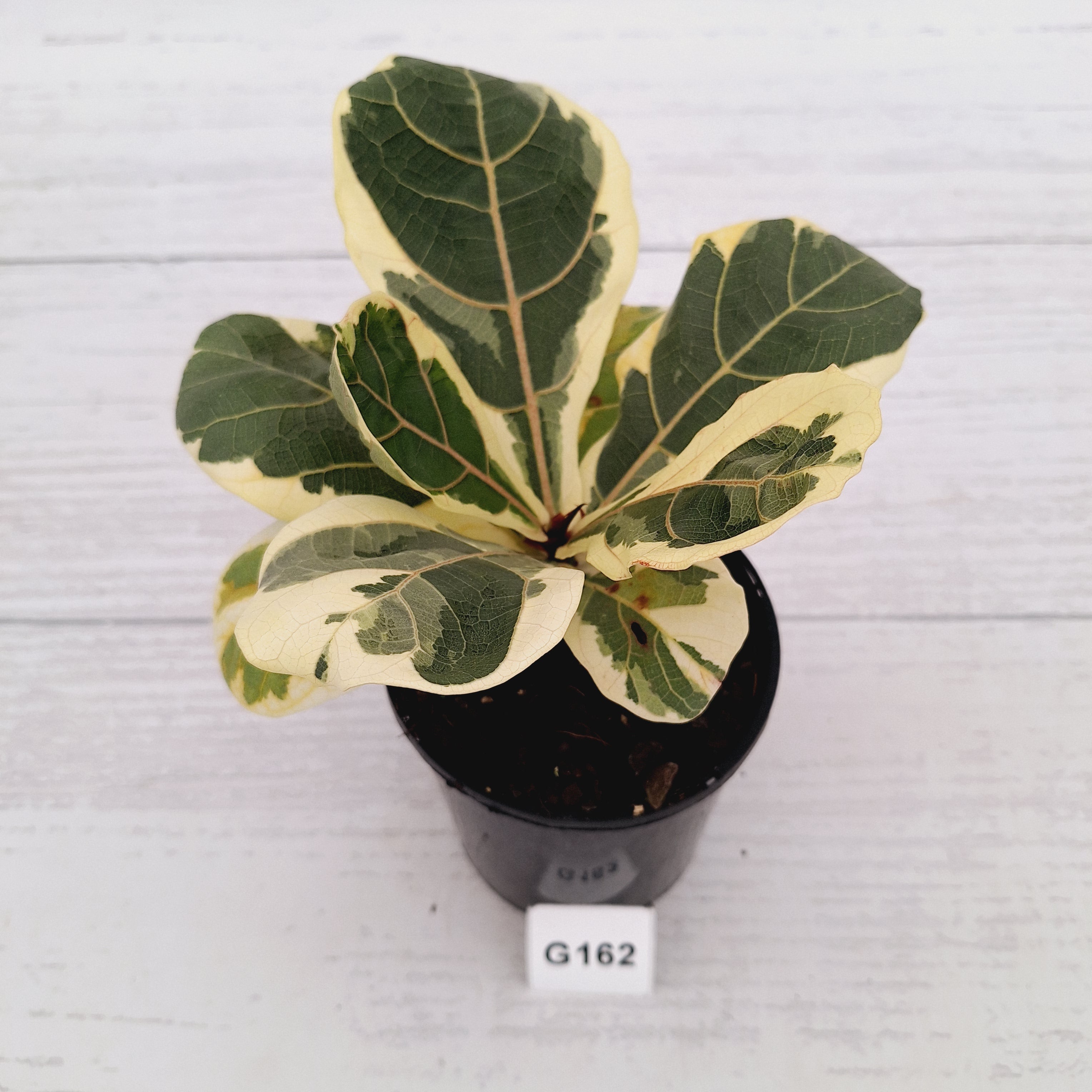 Ficus lyrata Variegata
