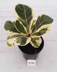 Ficus lyrata Variegata