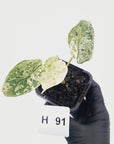 Alocasia baginda ‘Dragon Scale Mint'