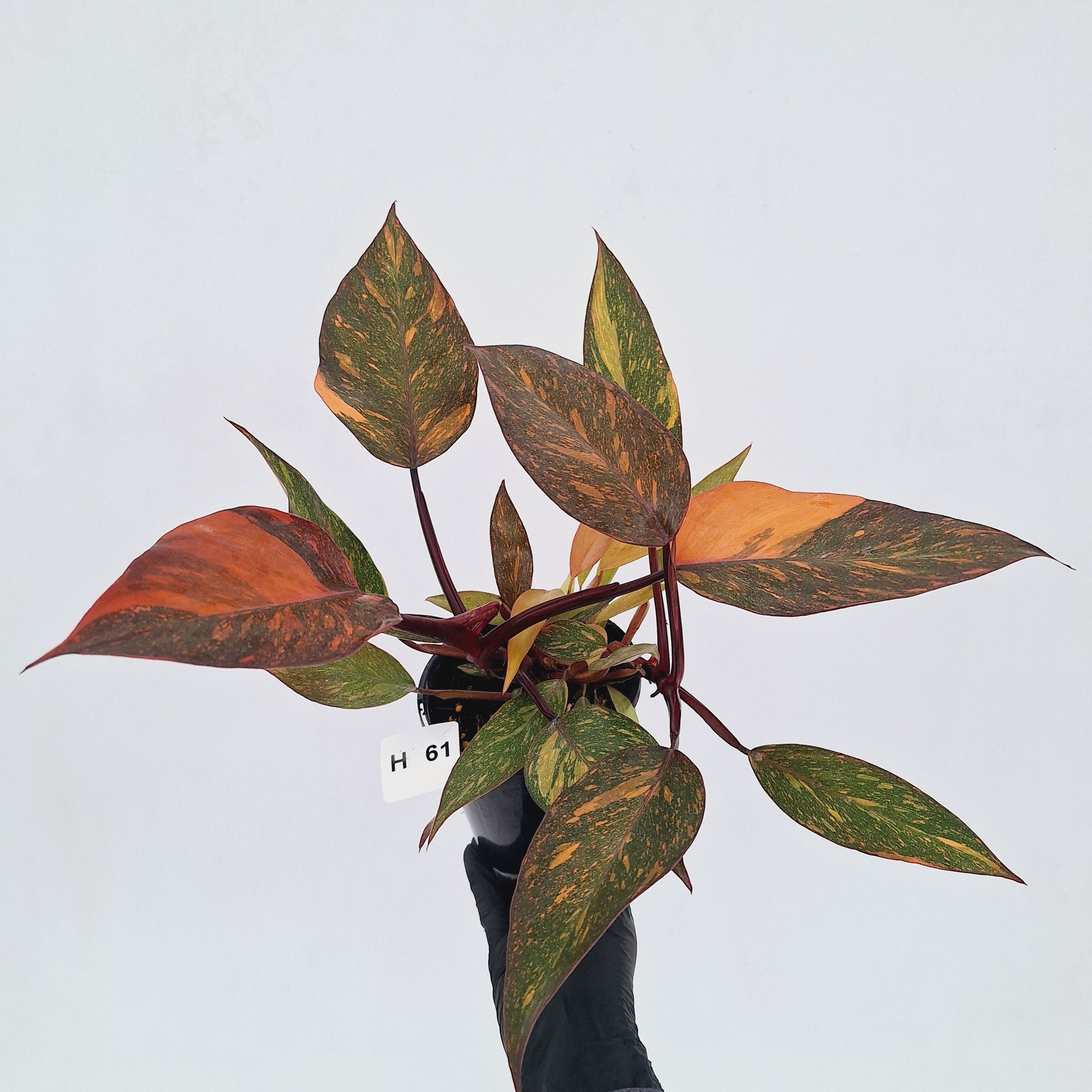 Philodendron 'Orange Princess' - FLASH SALE