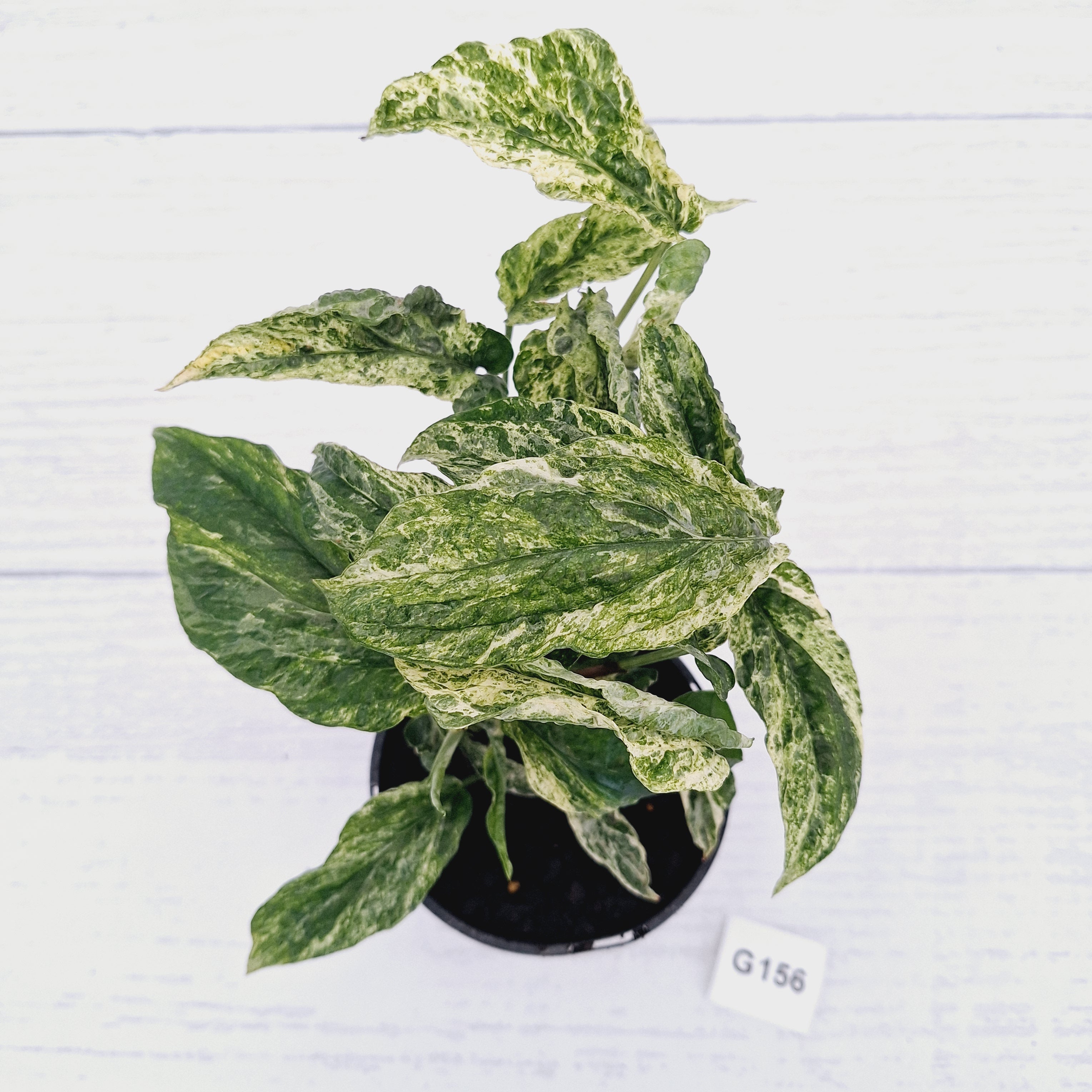 Amydrium medium Variegata