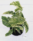 Amydrium medium Variegata