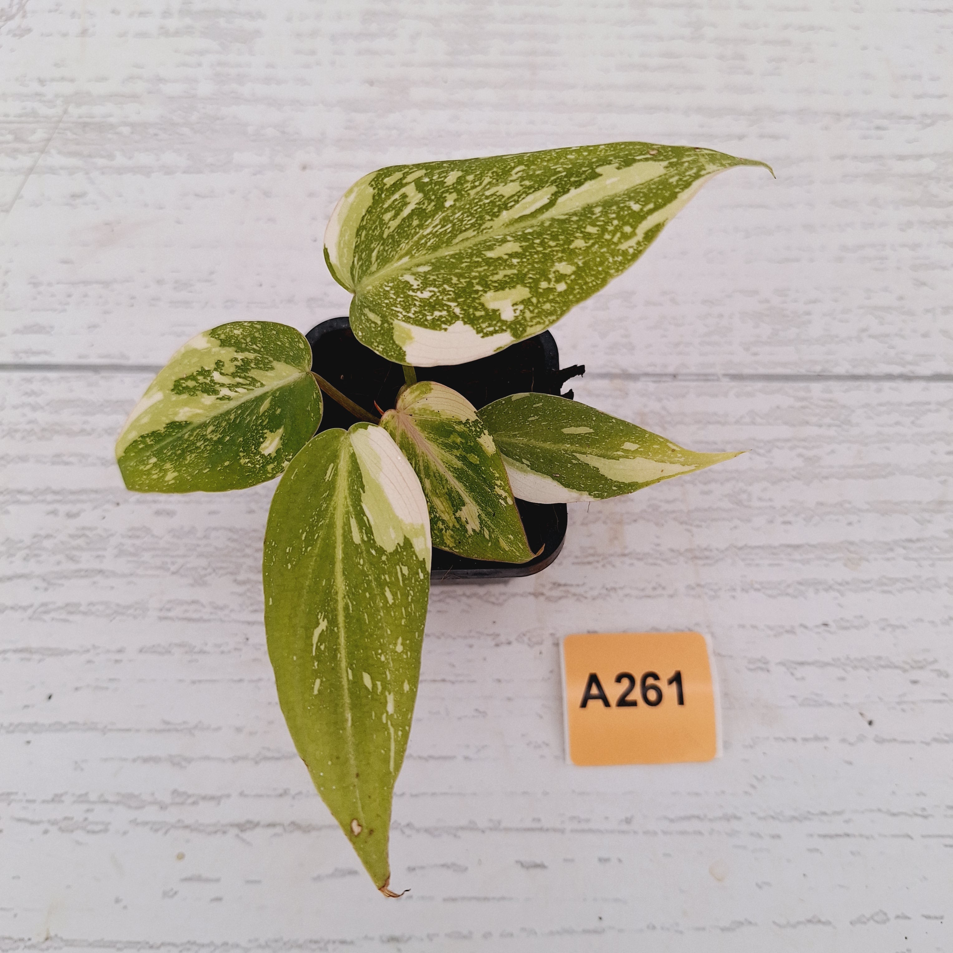 Philodendron gloriosum white vien variegata