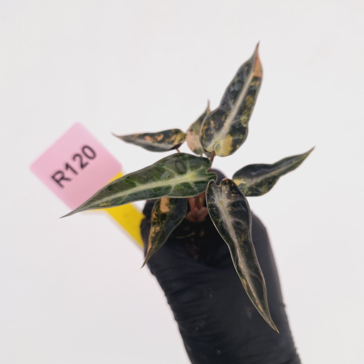 Alocasia Amazonica bambino Variegata - Bare Bottom Baby