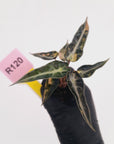 Alocasia Amazonica bambino Variegata - Bare Bottom Baby