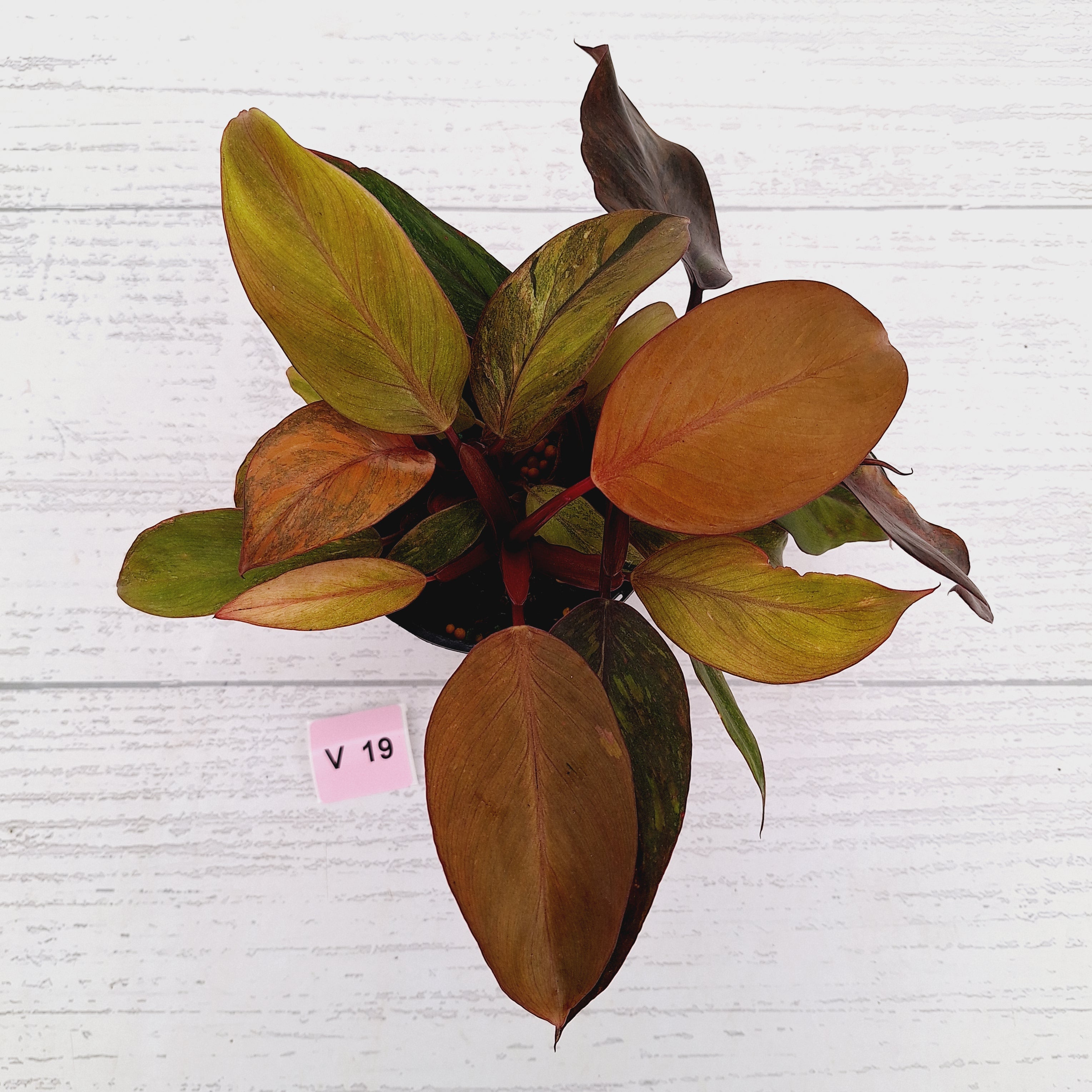 Philodendron 'Orange Princess' Sport
