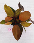 Philodendron 'Orange Princess' Sport