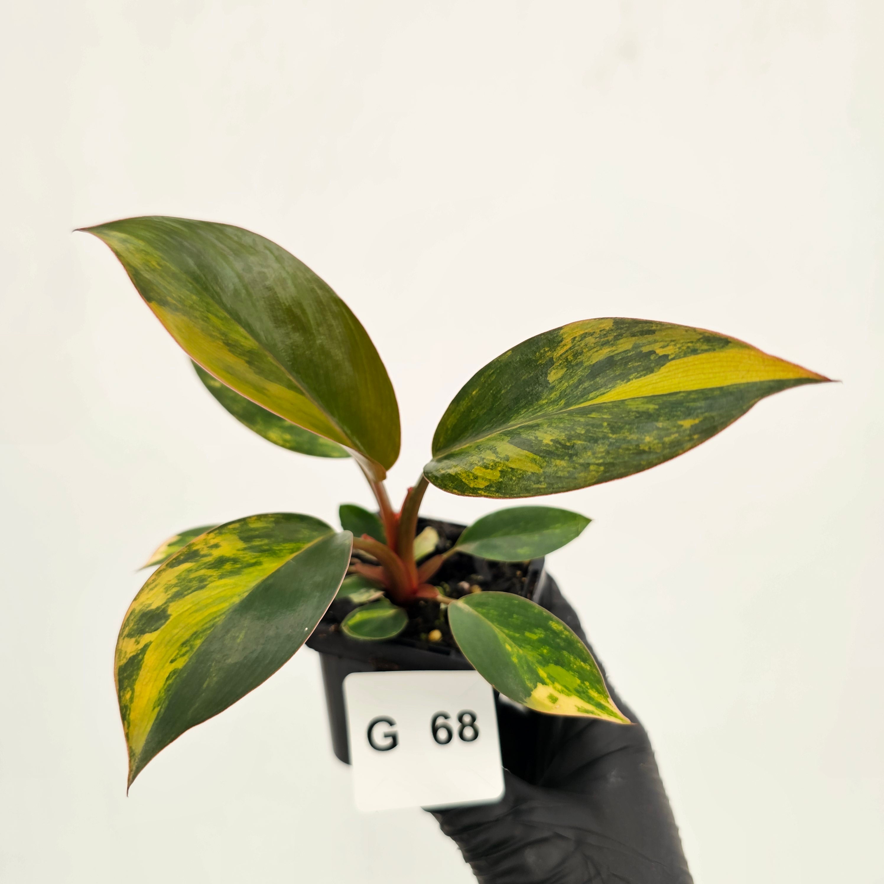 Philodendron 'Rojo Congo Variegated' - SALE