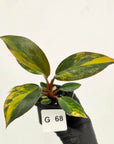 Philodendron 'Rojo Congo Variegated' - SALE