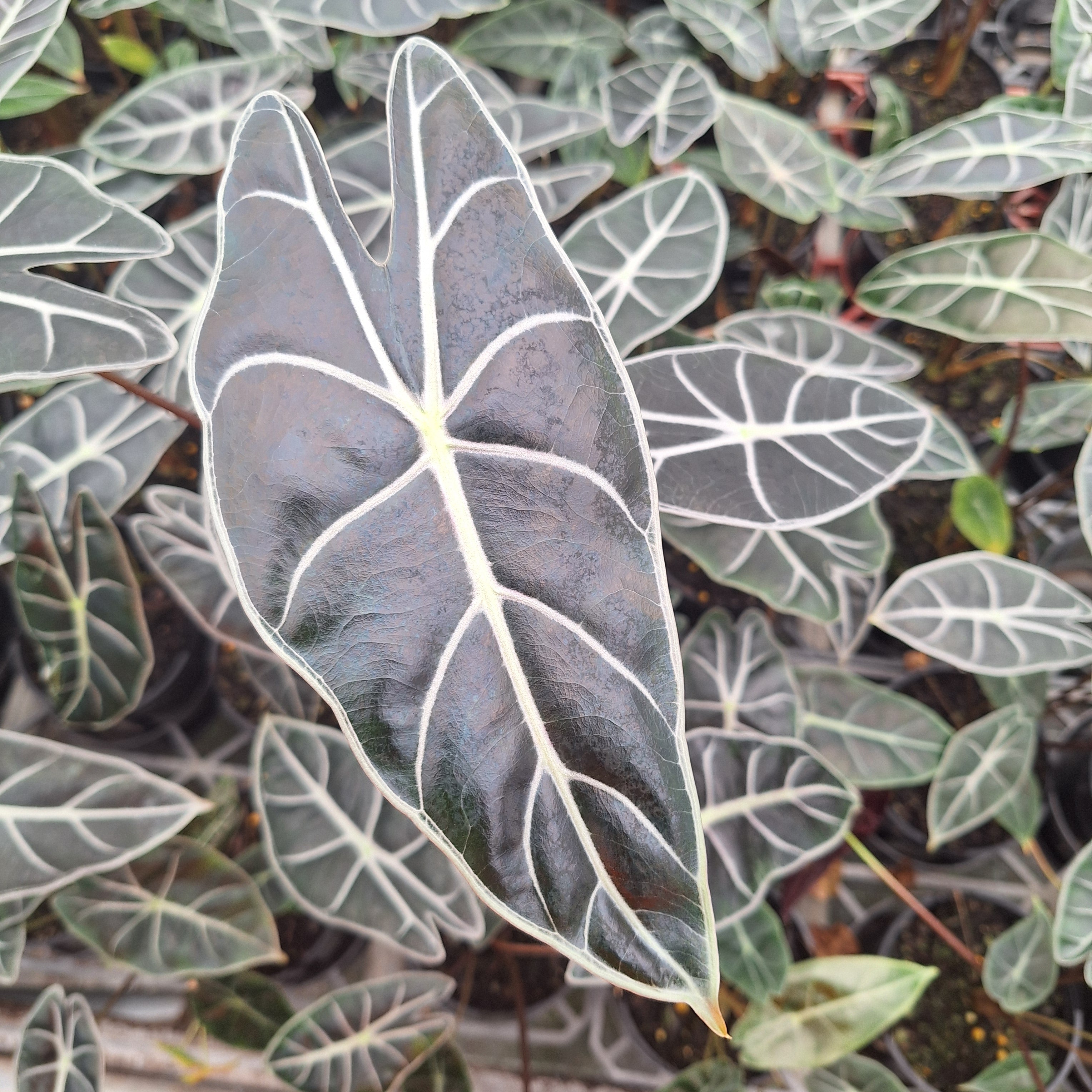 Alocasia  no ID