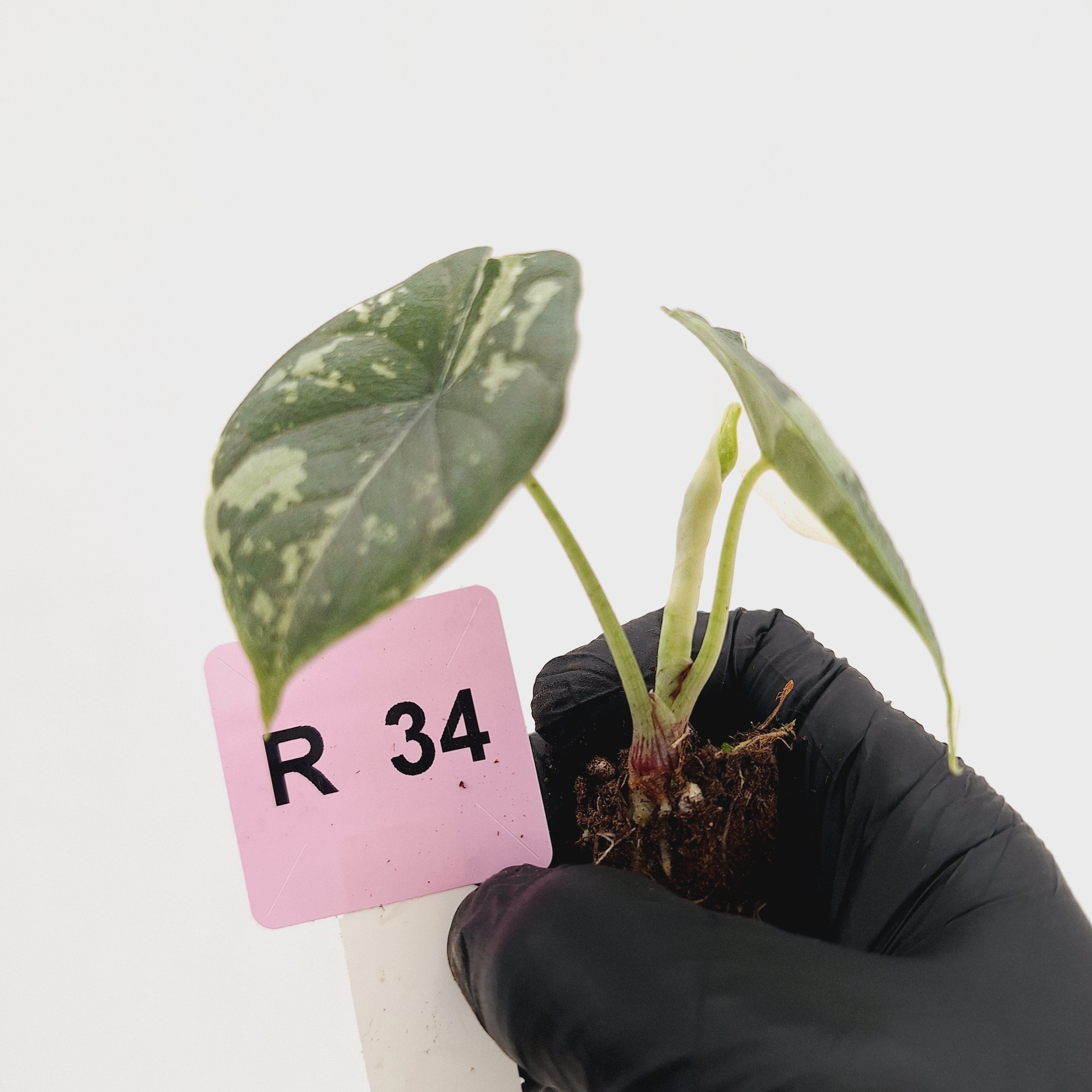 Alocasia melo 'Rhino Skin' Variegata - Bare Bottom Baby