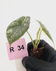 Alocasia melo 'Rhino Skin' Variegata - Bare Bottom Baby