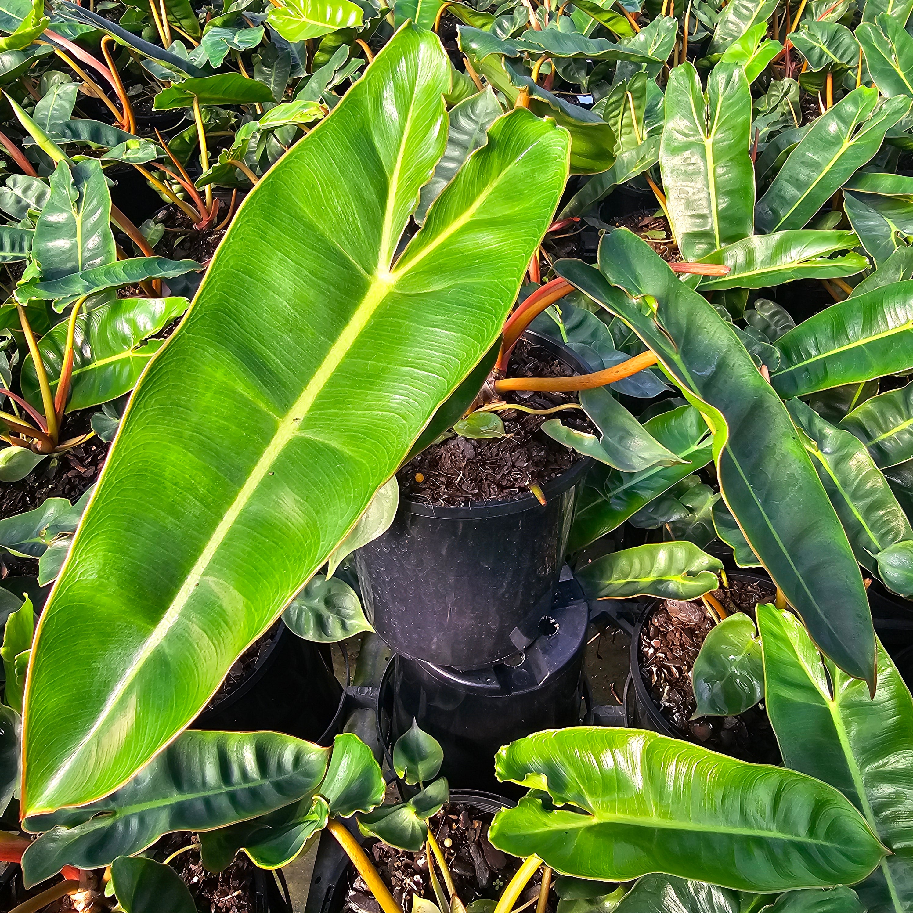 Philodendron billietiae